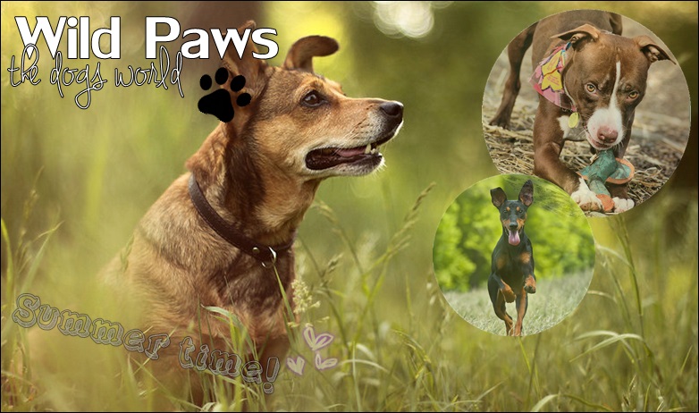 Wild Paws - The dogs world *summer
